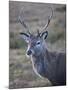 Red Deer Stag, Rannoch Moor, Near Fort William, Highland, Scotland, United Kingdom, Europe-null-Mounted Photographic Print