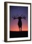 Red Deer Stag Roaring During Rutting Season, Dusk-null-Framed Photographic Print