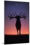 Red Deer Stag Roaring During Rutting Season, Dusk-null-Mounted Photographic Print