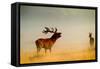 Red Deer Stag Roaring in Mist at Sunrise-null-Framed Stretched Canvas