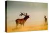 Red Deer Stag Roaring in Mist at Sunrise-null-Stretched Canvas
