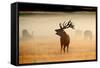Red Deer Stag Roaring in Mist at Sunrise-null-Framed Stretched Canvas