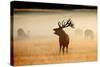 Red Deer Stag Roaring in Mist at Sunrise-null-Stretched Canvas