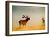 Red Deer Stag Roaring in Mist at Sunrise-null-Framed Photographic Print