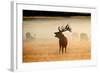 Red Deer Stag Roaring in Mist at Sunrise-null-Framed Photographic Print