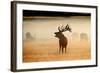 Red Deer Stag Roaring in Mist at Sunrise-null-Framed Photographic Print