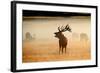 Red Deer Stag Roaring in Mist at Sunrise-null-Framed Photographic Print