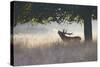 Red Deer Stag Roaring in Mist-null-Stretched Canvas