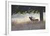 Red Deer Stag Roaring in Mist-null-Framed Photographic Print