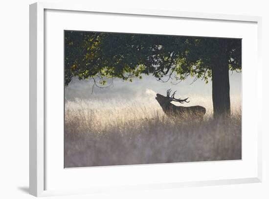 Red Deer Stag Roaring in Mist-null-Framed Photographic Print