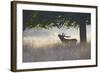 Red Deer Stag Roaring in Mist-null-Framed Photographic Print