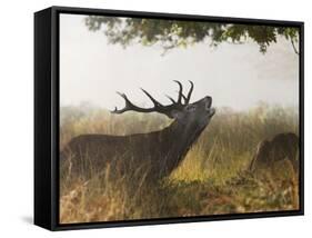 Red Deer Stag Roaring in the Mist-null-Framed Stretched Canvas