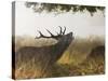 Red Deer Stag Roaring in the Mist-null-Stretched Canvas