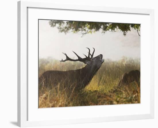 Red Deer Stag Roaring in the Mist-null-Framed Photographic Print