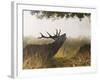 Red Deer Stag Roaring in the Mist-null-Framed Photographic Print