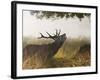 Red Deer Stag Roaring in the Mist-null-Framed Photographic Print