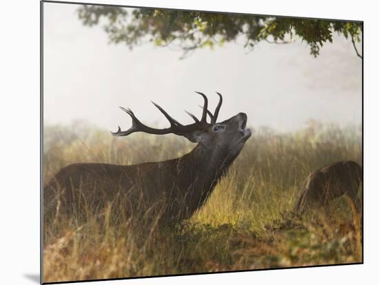 Red Deer Stag Roaring in the Mist-null-Mounted Photographic Print