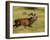 Red Deer Stag Running During Rut, Dyrehaven, Denmark-Edwin Giesbers-Framed Photographic Print