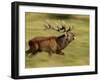Red Deer Stag Running During Rut, Dyrehaven, Denmark-Edwin Giesbers-Framed Photographic Print
