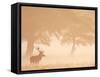 Red Deer Stag Silhouetted in Mist, Dyrehaven, Denmark-Edwin Giesbers-Framed Stretched Canvas