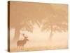 Red Deer Stag Silhouetted in Mist, Dyrehaven, Denmark-Edwin Giesbers-Stretched Canvas