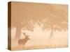 Red Deer Stag Silhouetted in Mist, Dyrehaven, Denmark-Edwin Giesbers-Stretched Canvas