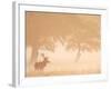 Red Deer Stag Silhouetted in Mist, Dyrehaven, Denmark-Edwin Giesbers-Framed Photographic Print