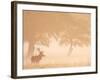 Red Deer Stag Silhouetted in Mist, Dyrehaven, Denmark-Edwin Giesbers-Framed Photographic Print