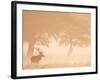 Red Deer Stag Silhouetted in Mist, Dyrehaven, Denmark-Edwin Giesbers-Framed Photographic Print