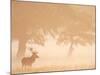 Red Deer Stag Silhouetted in Mist, Dyrehaven, Denmark-Edwin Giesbers-Mounted Photographic Print