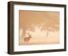 Red Deer Stag Silhouetted in Mist, Dyrehaven, Denmark-Edwin Giesbers-Framed Photographic Print