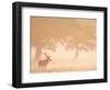 Red Deer Stag Silhouetted in Mist, Dyrehaven, Denmark-Edwin Giesbers-Framed Photographic Print