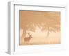 Red Deer Stag Silhouetted in Mist, Dyrehaven, Denmark-Edwin Giesbers-Framed Photographic Print