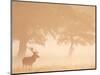 Red Deer Stag Silhouetted in Mist, Dyrehaven, Denmark-Edwin Giesbers-Mounted Photographic Print