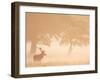 Red Deer Stag Silhouetted in Mist, Dyrehaven, Denmark-Edwin Giesbers-Framed Photographic Print