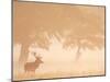 Red Deer Stag Silhouetted in Mist, Dyrehaven, Denmark-Edwin Giesbers-Mounted Photographic Print