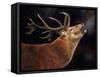 Red Deer Stag winter breath-David Stribbling-Framed Stretched Canvas