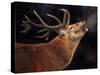 Red Deer Stag winter breath-David Stribbling-Stretched Canvas