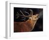 Red Deer Stag winter breath-David Stribbling-Framed Art Print