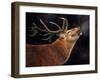 Red Deer Stag winter breath-David Stribbling-Framed Art Print