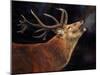 Red Deer Stag winter breath-David Stribbling-Mounted Art Print