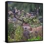 Red deer stag, with antlers covered with vegetation, UK-Tony Heald-Framed Stretched Canvas