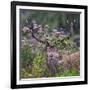 Red deer stag, with antlers covered with vegetation, UK-Tony Heald-Framed Photographic Print