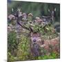 Red deer stag, with antlers covered with vegetation, UK-Tony Heald-Mounted Photographic Print