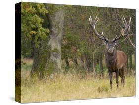 Red Deer Stag with Vegetation on Antlers During Rut, Dyrehaven, Denmark-Edwin Giesbers-Stretched Canvas