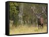 Red Deer Stag with Vegetation on Antlers During Rut, Dyrehaven, Denmark-Edwin Giesbers-Framed Stretched Canvas