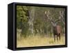 Red Deer Stag with Vegetation on Antlers During Rut, Dyrehaven, Denmark-Edwin Giesbers-Framed Stretched Canvas