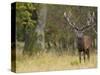 Red Deer Stag with Vegetation on Antlers During Rut, Dyrehaven, Denmark-Edwin Giesbers-Stretched Canvas