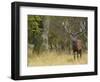 Red Deer Stag with Vegetation on Antlers During Rut, Dyrehaven, Denmark-Edwin Giesbers-Framed Photographic Print