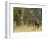 Red Deer Stag with Vegetation on Antlers During Rut, Dyrehaven, Denmark-Edwin Giesbers-Framed Photographic Print